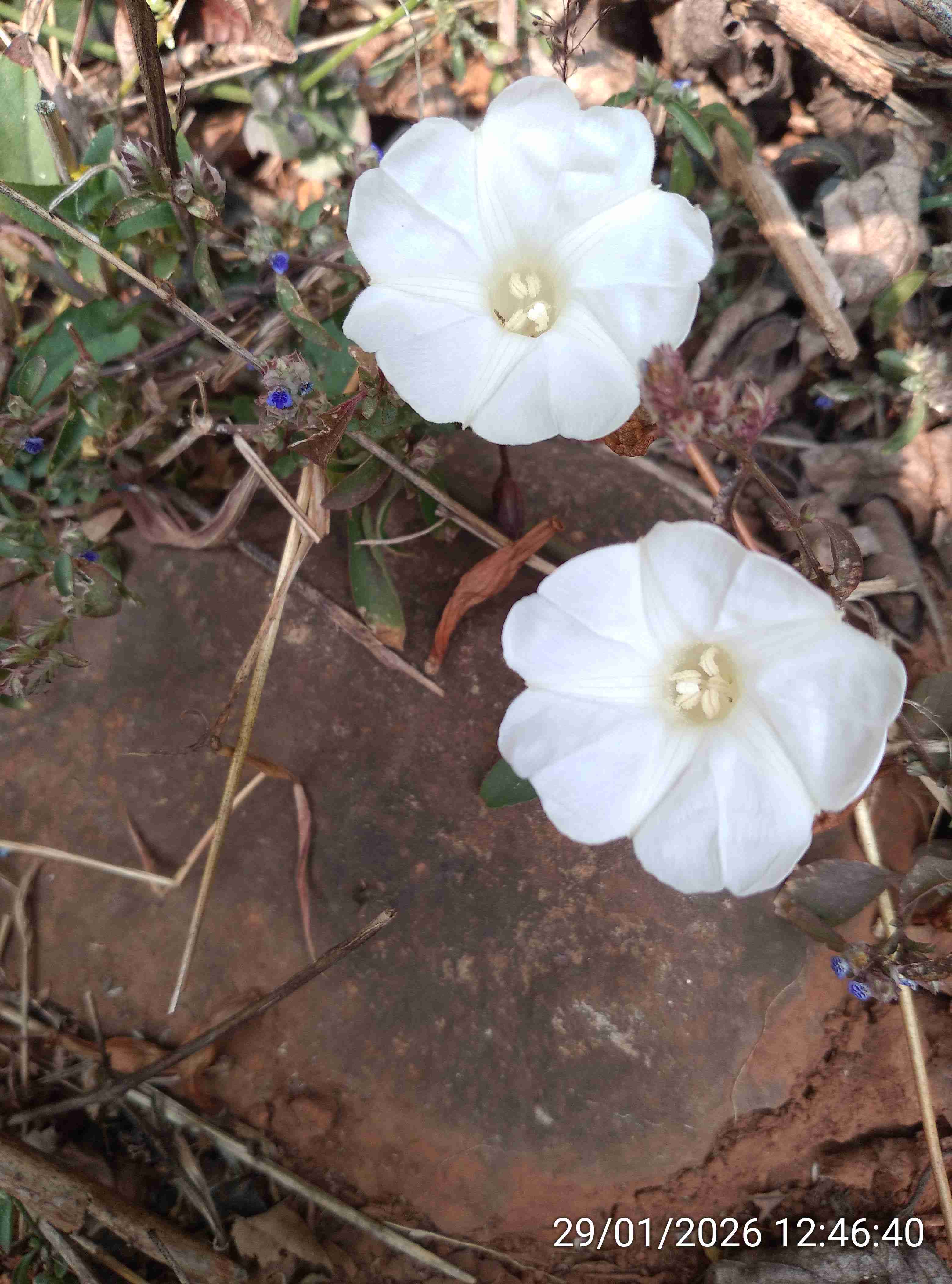 मोतीया